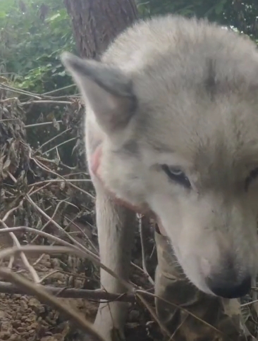 Українські військові показали неймовірну круту тварину-талісман (відео)